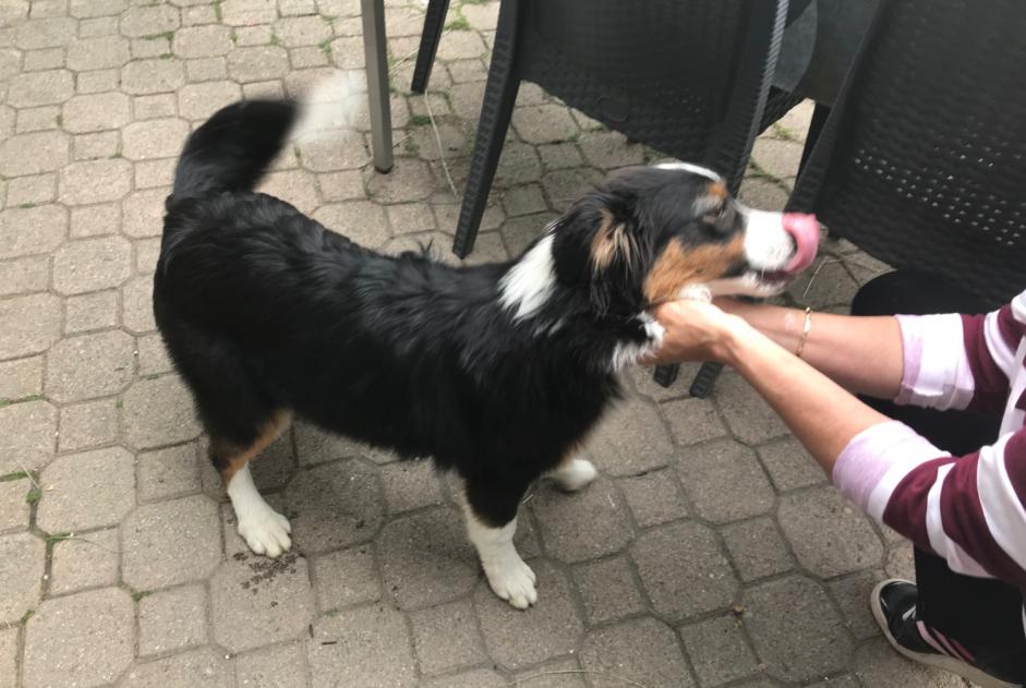 Alerte Découverte Chien croisement  Femelle Embrun France